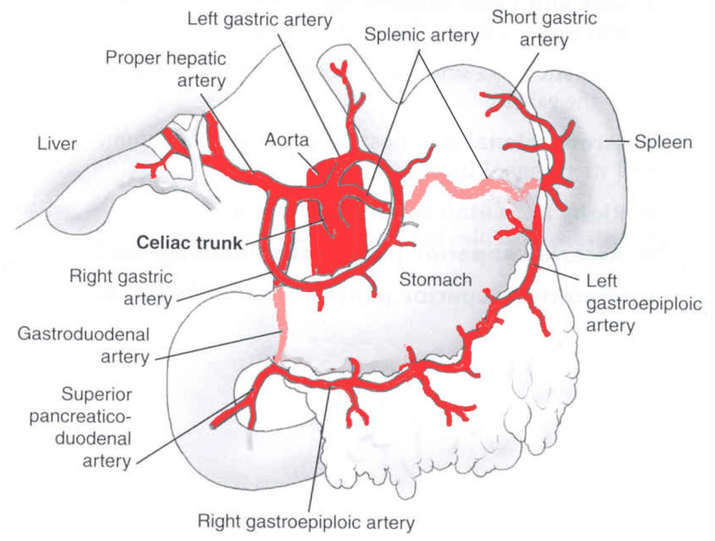 Celiac Trunk Gastrointestinal Medbullets Step 1